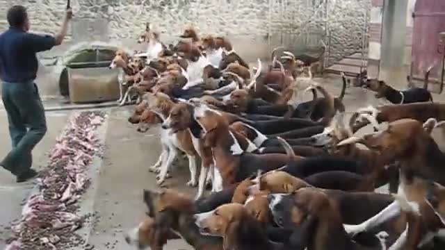 Crazy feeding frenzy with the hounds at Chateau Cheverny