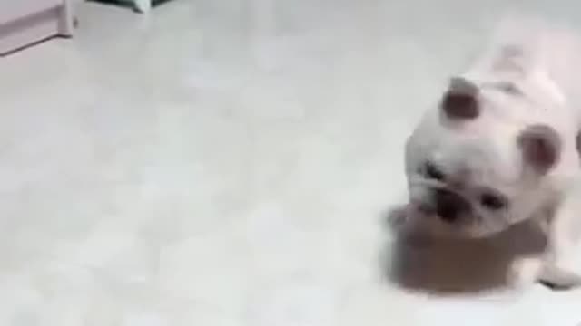 Funny dogs videos 😭, how to scared a bulldog 😱😱