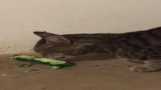 Cat vegan like eating cucumber always