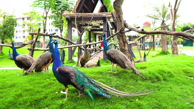 Proud peacock