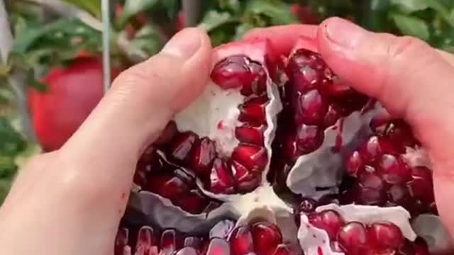 pomegranate fruit on tree