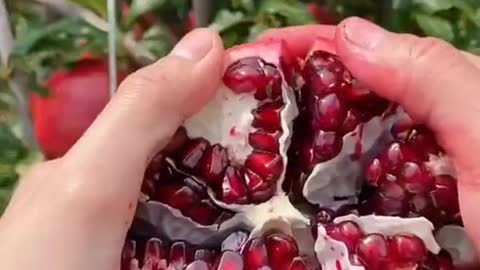 pomegranate fruit on tree