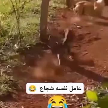 funny animal (part 10)