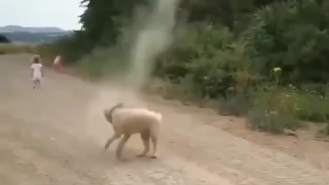 Dog Stops Tornado from Forming