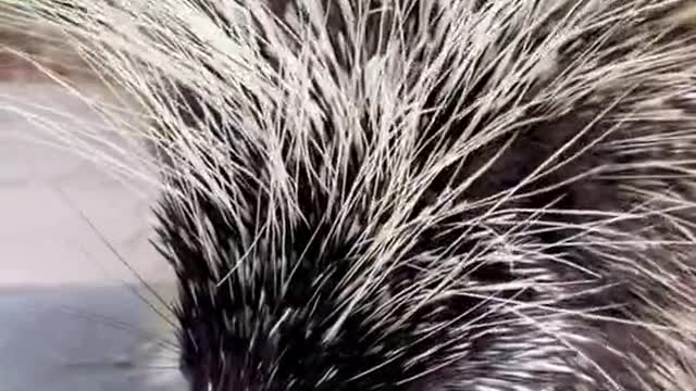 Why is nobody talking about how cute porcupines are?