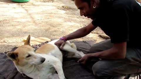 This is the most beautiful animal rescue you'll ever see.