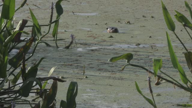 Otter Sighting In Ft. Myers Fl.