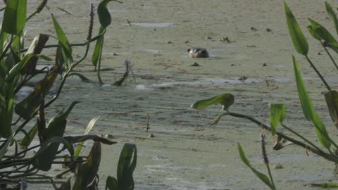 Otter Sighting In Ft. Myers Fl.