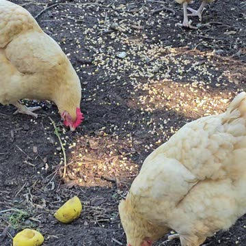 OMC! Peaceful chicken style summer morning in the shade - Pecking and scratching of course! #shorts
