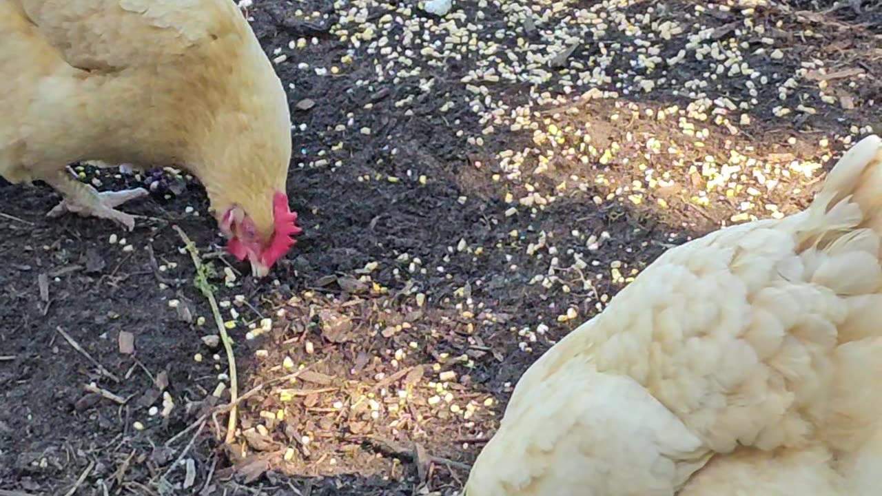 OMC! Peaceful chicken style summer morning in the shade - Pecking and scratching of course! #shorts