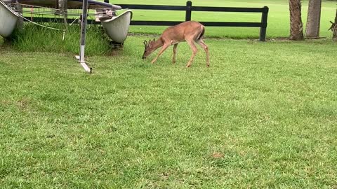 FRIENDLY DEER EATING NEAR FAIRWAY