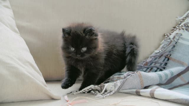 Black cute kittin playing around