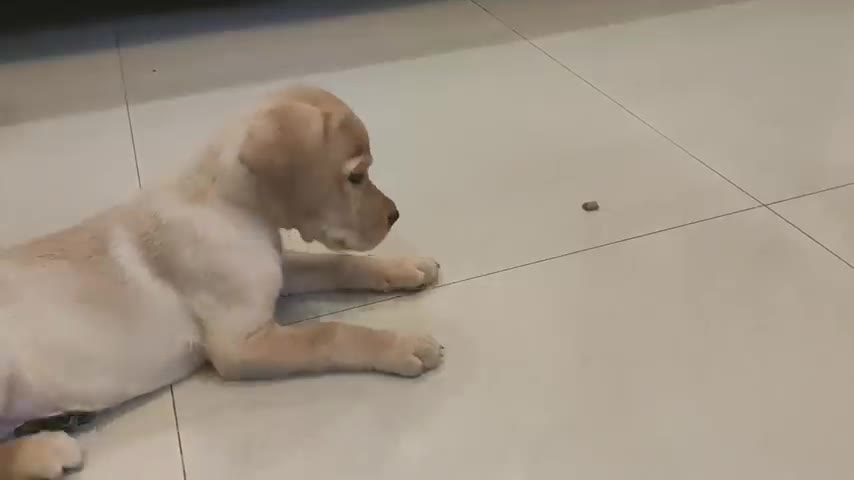 Cute Labrador.....best Puppy training