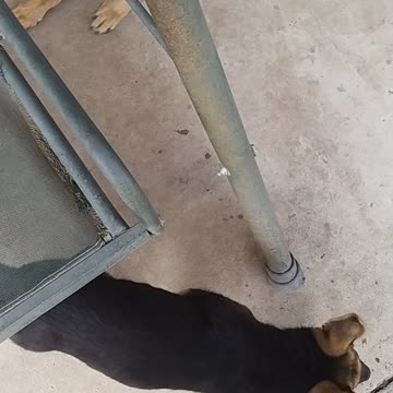 Ruby and Raider friends already