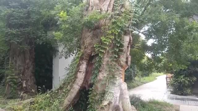 The tree is full of plants