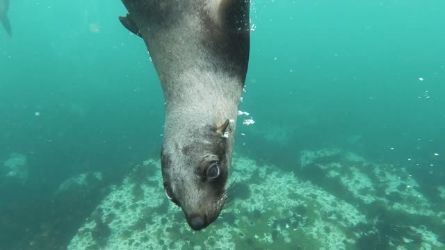 Seals Swimming Underwater