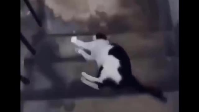 Jelly cat gets downstairs