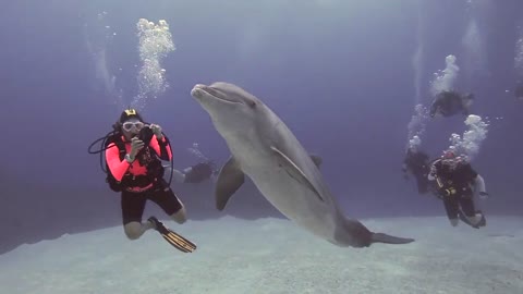 Wild dolphin incredibly decides to swim with scuba divers