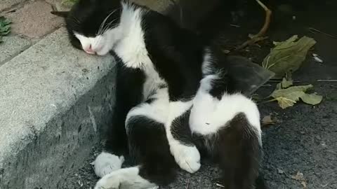 sleeping cat