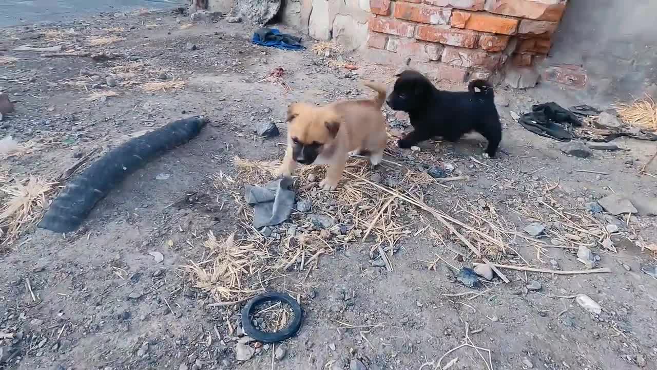 Puppy fighting