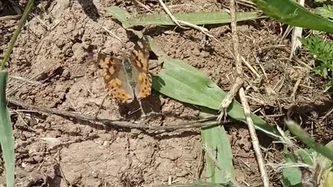 butterfly on a tree branch