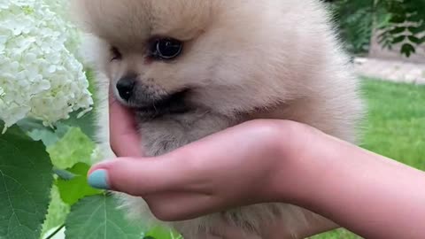 Person Carrying a Puppy