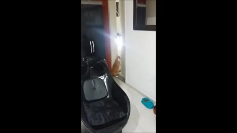 Kitten Caught In The Act