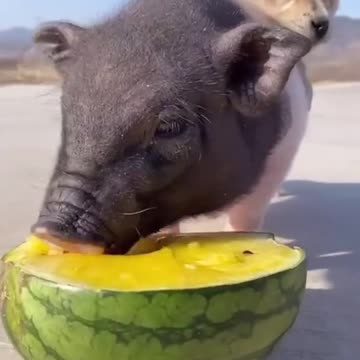 Piglet carries puppy and eating watermelon - so much fun