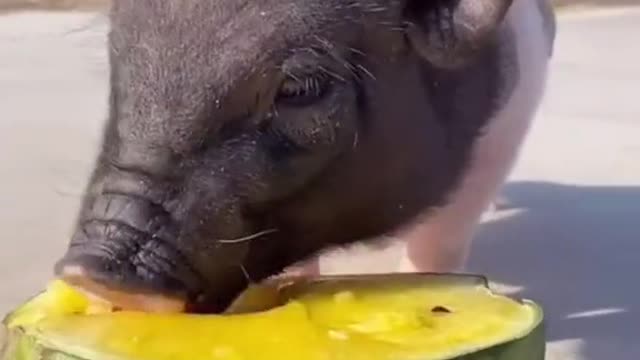 Piglet carries puppy and eating watermelon - so much fun