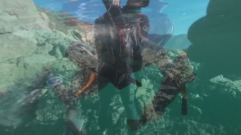 2020 Spearfishing - Highlights