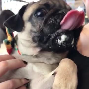 Pug disfruta minuciosamente de un delicioso 'pugaccino'