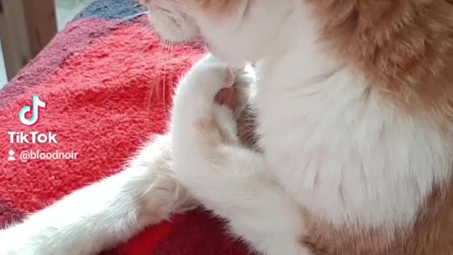 Cute older kitty cleaning toe beans