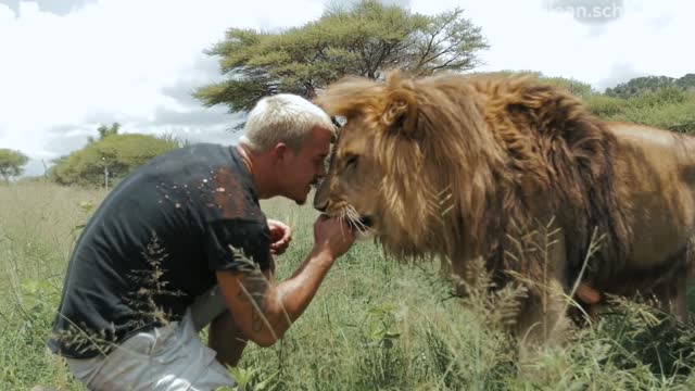 with the lions