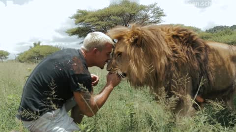 with the lions