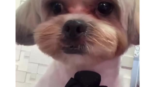 Calm taking a shower. Funny Dog Videos