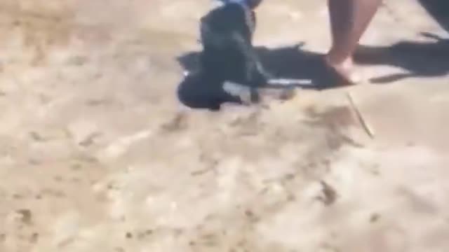 Funny animal videos can't help but laugh