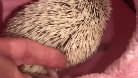 hedgehog sitting on his bed