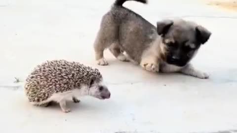 Hedgehog makes pillow for dog