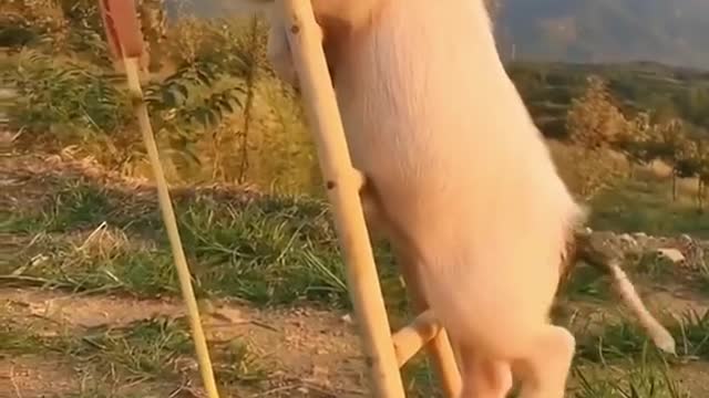 LittlePigclimbstheladder