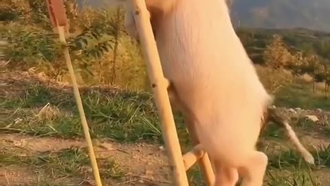 LittlePigclimbstheladder