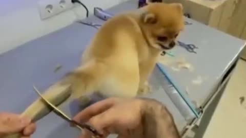 Styling my dog! Cutting the dog's tail!
