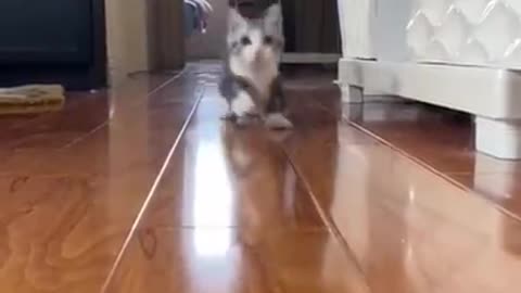 this cat is the cutest thing ever