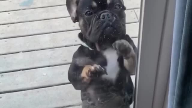 French Bulldog Dancing to Post Malone