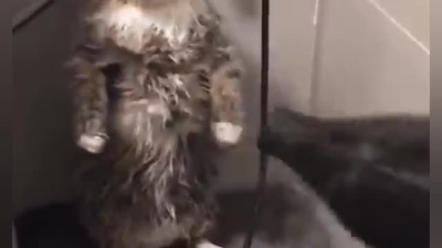Funny cat wants to be dry | try not to laugh