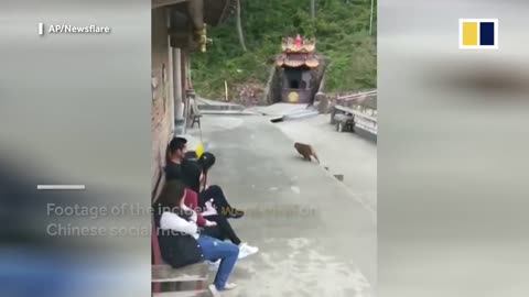 Monkey took revenge