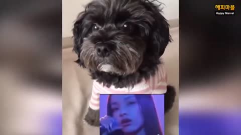 Momentos Divertidos De Gatos y Perros Chistosos 2021