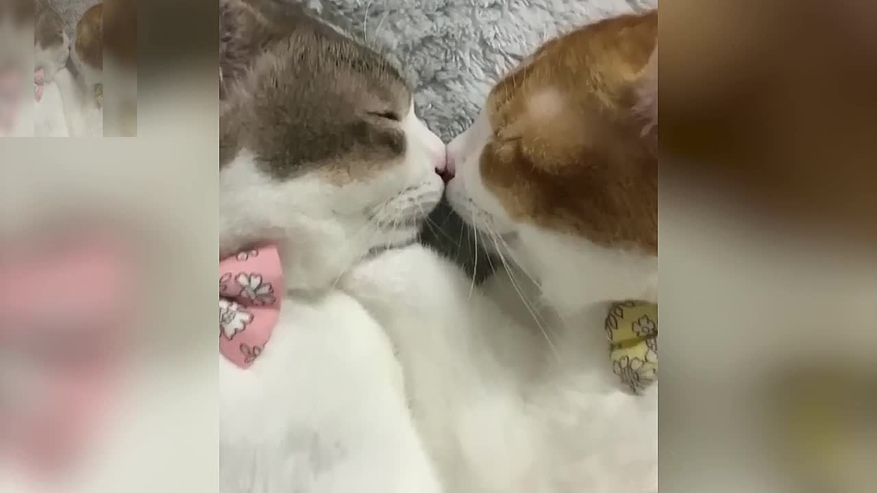 Two cats with a close relationship