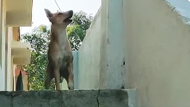 Dog and monkey fight Tranding short video