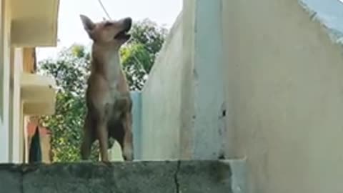 Dog and monkey fight Tranding short video