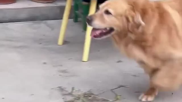 the best man's friend | Animália Universe